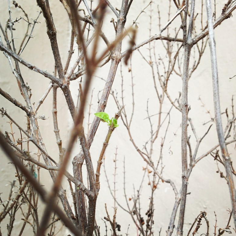 Apurv_Bhalla-Love_in_a_hopeless_place